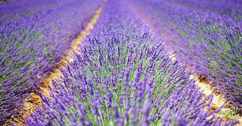 Polje lavande